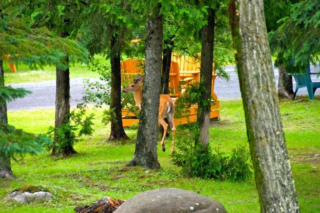 Photo of Others in Baie-St-Paul