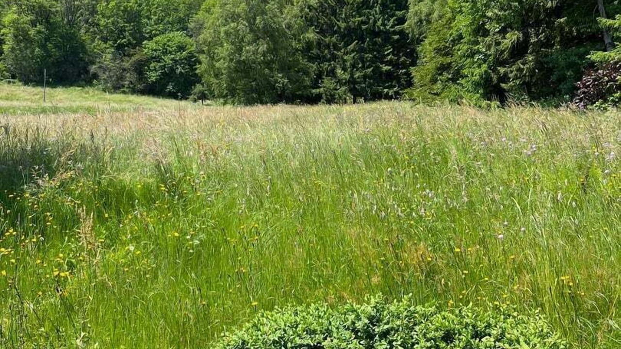 Photo of Others in Bussang