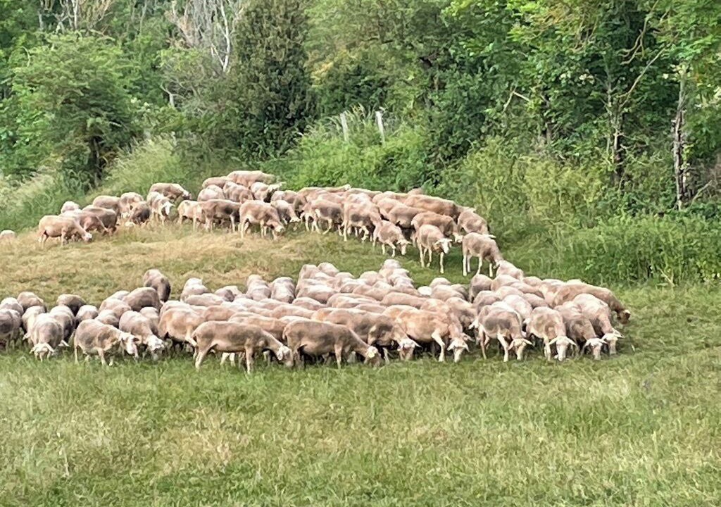 Photo of Others in Laval-du-Tarn