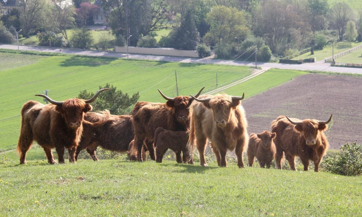 Photo of Others in Henouville