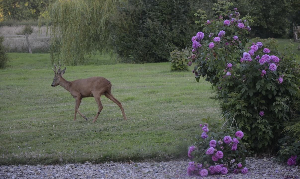Photo of Others in Aubermesnil-aux-Erables