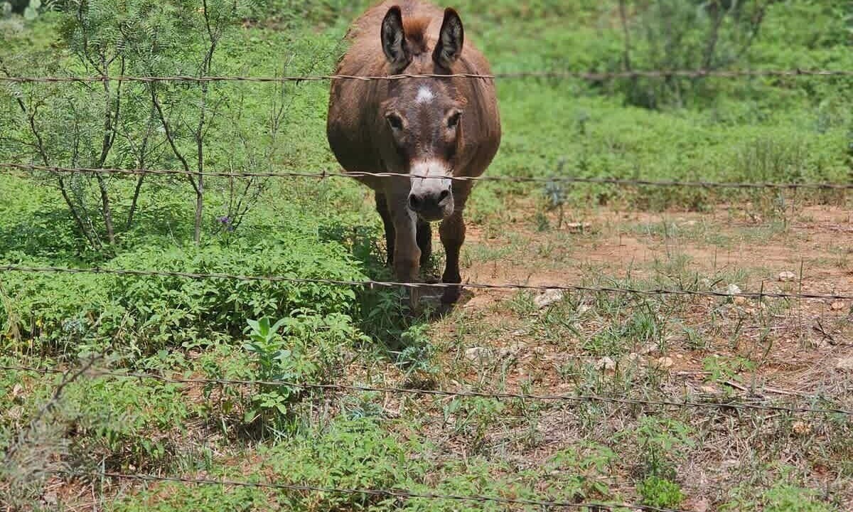 Photo of Others in Belton