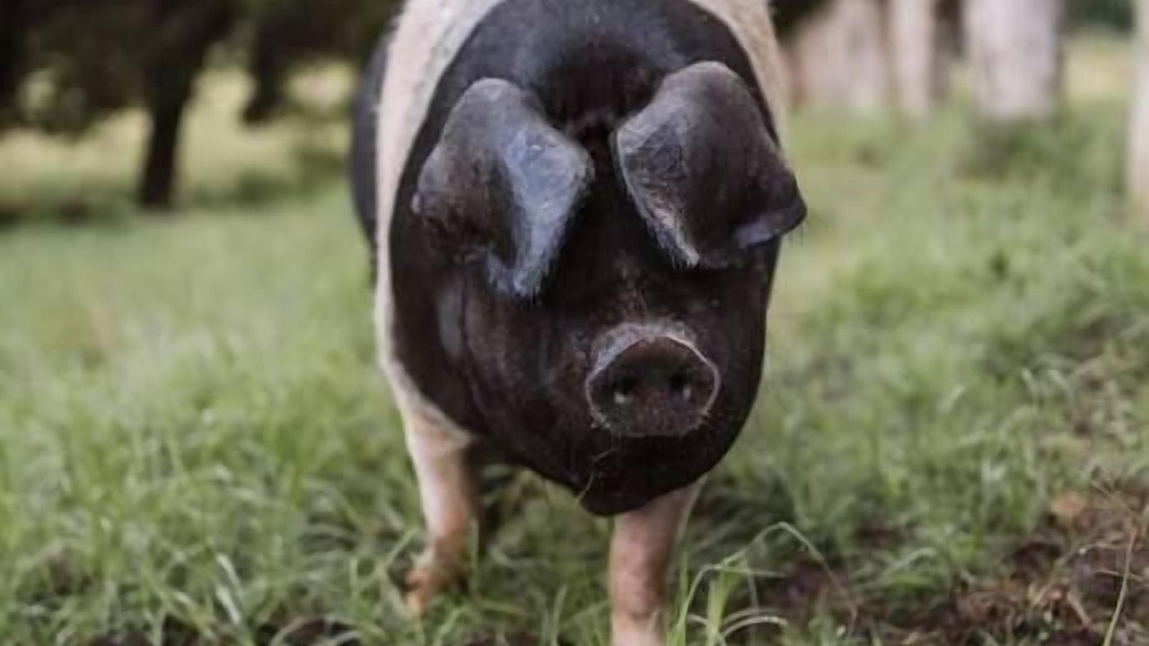 Photo of Others in Barrengarry