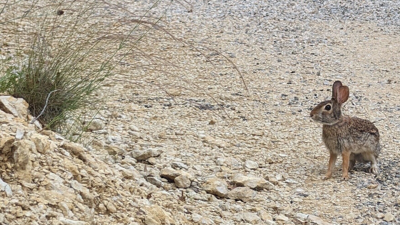 Photo of Others in May