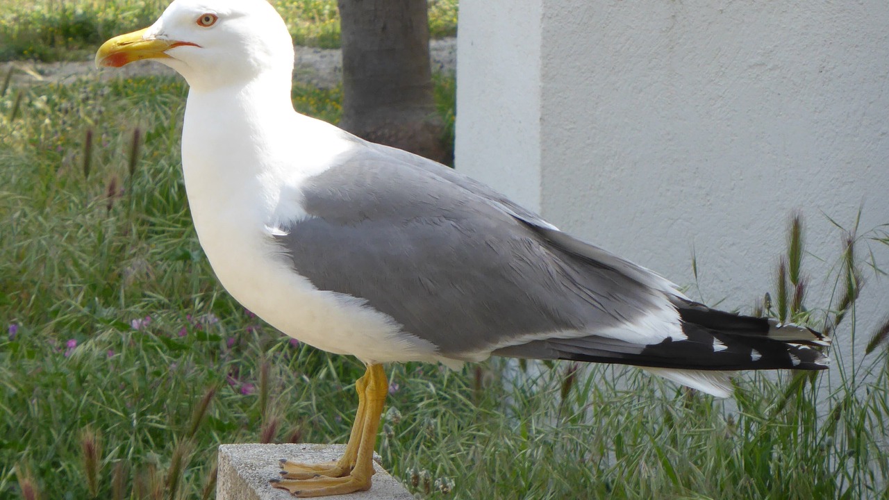 Photo of Others in Port-la-Nouvelle