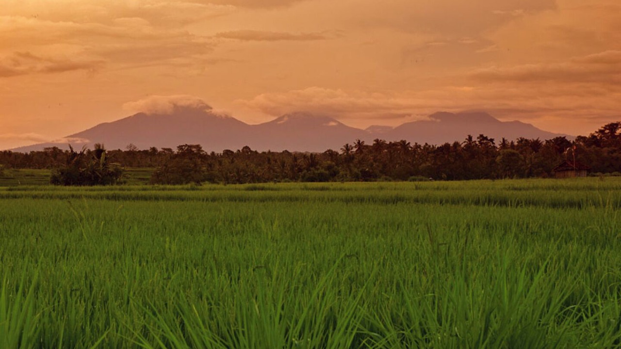 Photo of Others in Bongkasa Pertiwi