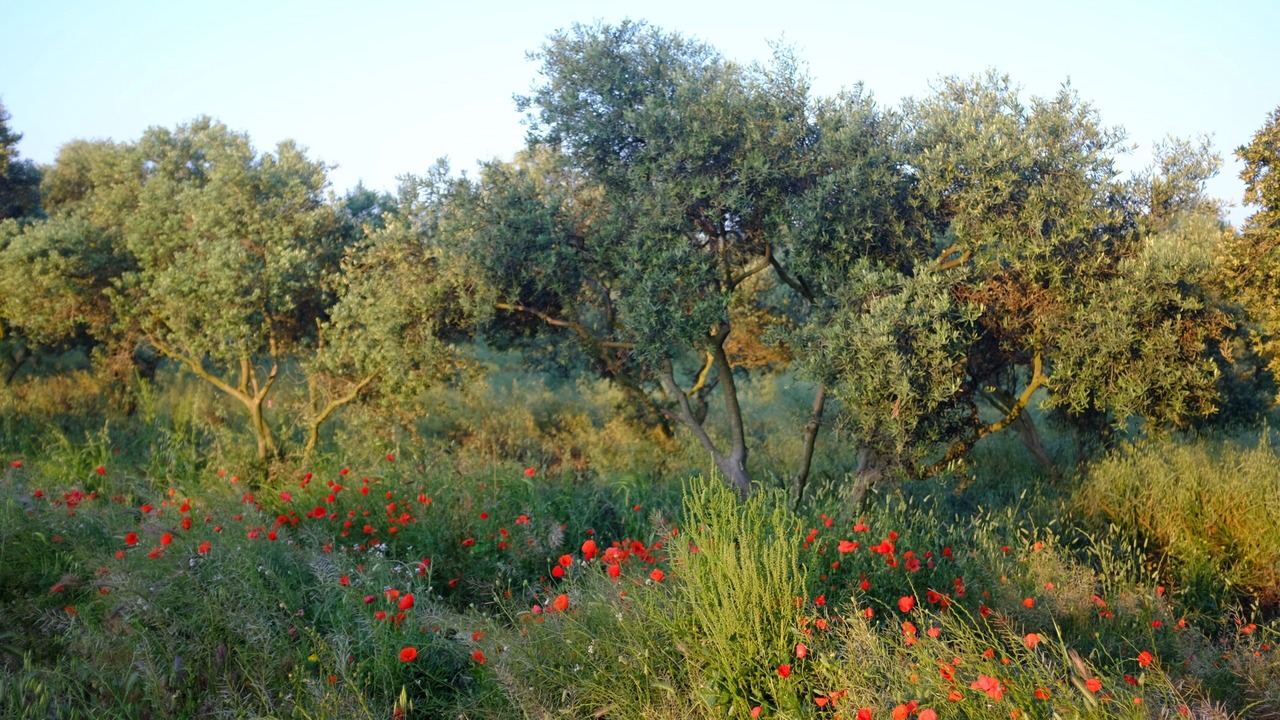 Photo of Others in Chateauneuf-les-Martigues