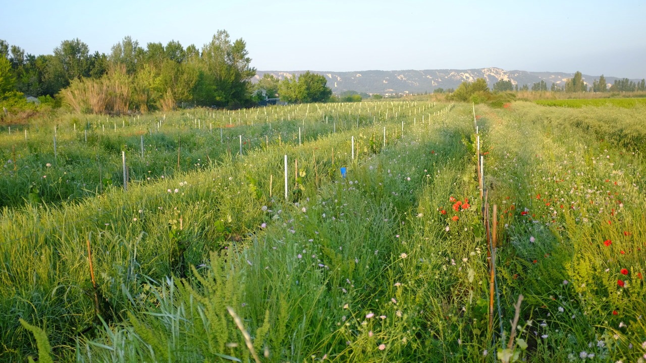 Photo of Others in Chateauneuf-les-Martigues