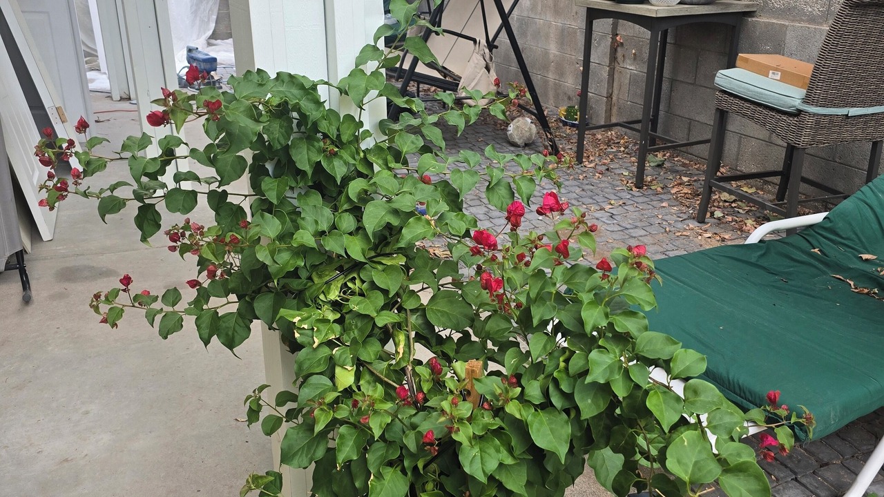 Photo of Patio Balcony in Academy Place