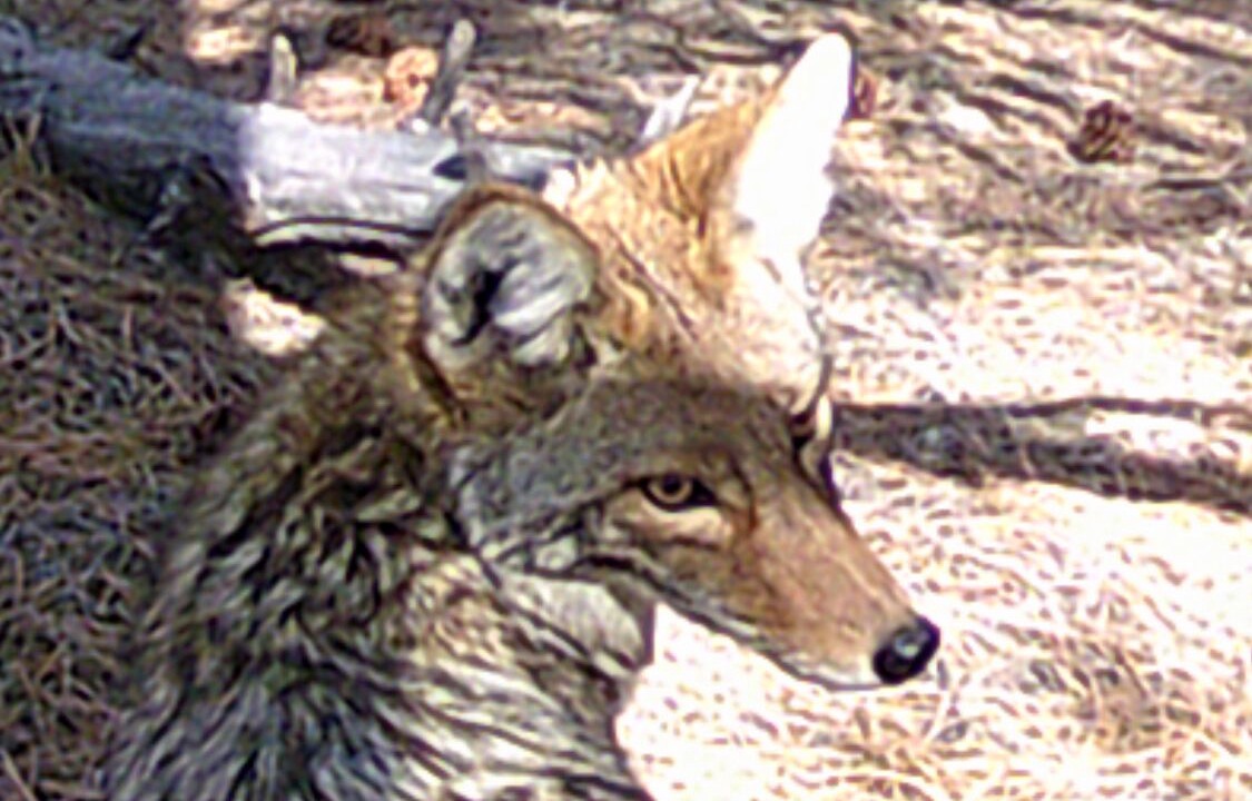 Photo of Others in Sedalia