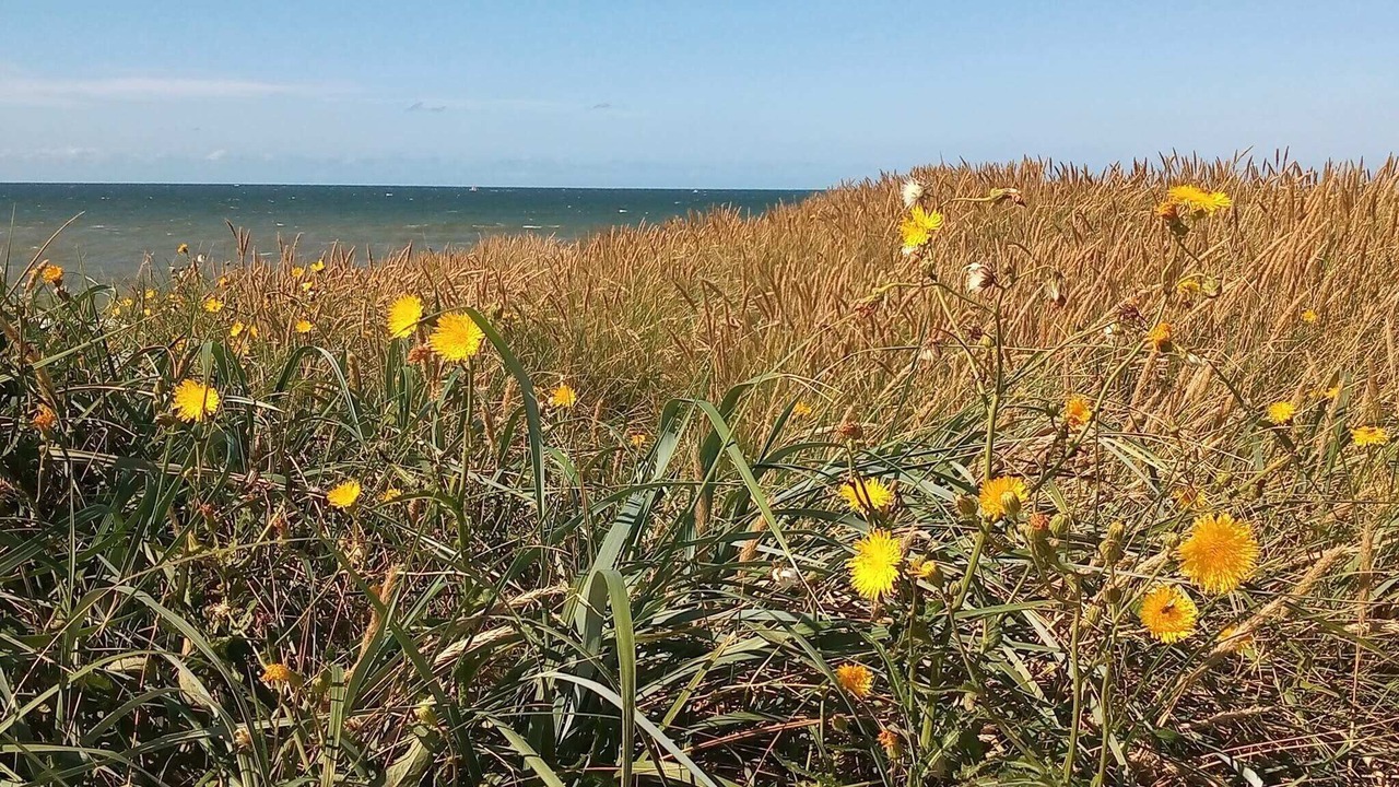 Photo of Others in Vrist Strand