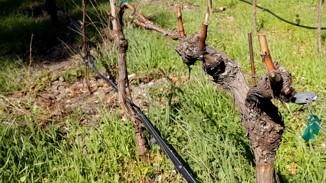 Photo of Others in Yountville