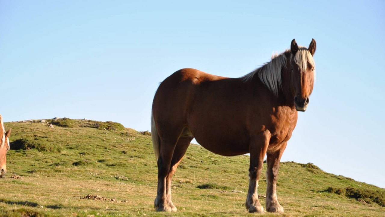 Photo of Others in Artigat