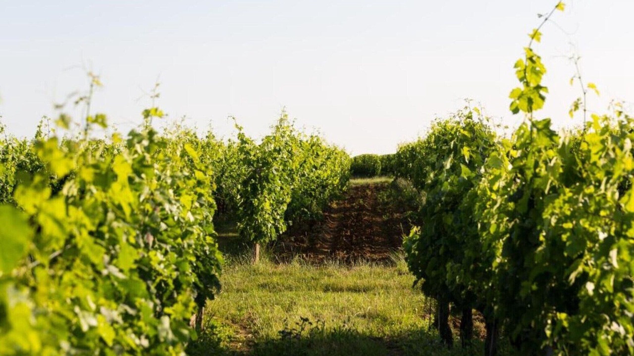 Photo of Others in Camiran