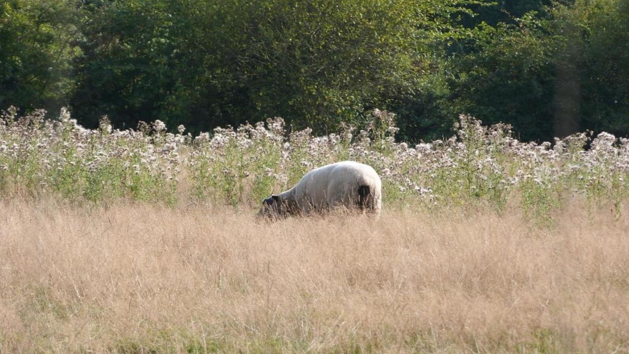 Photo of Others in Sainte-Marguerite-d'Elle
