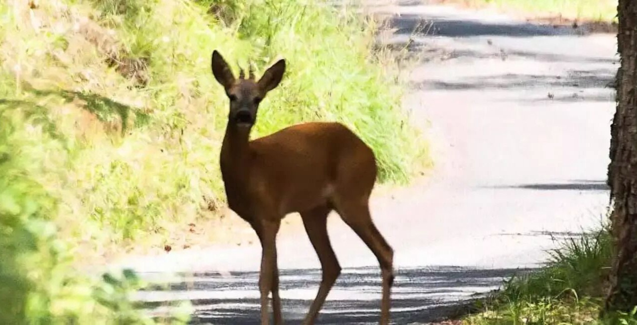 Photo of Others in Pezuls