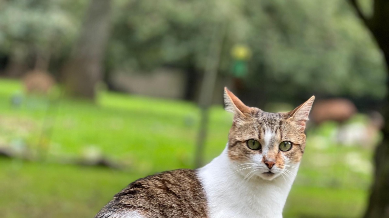 Photo of Others in Plouagat