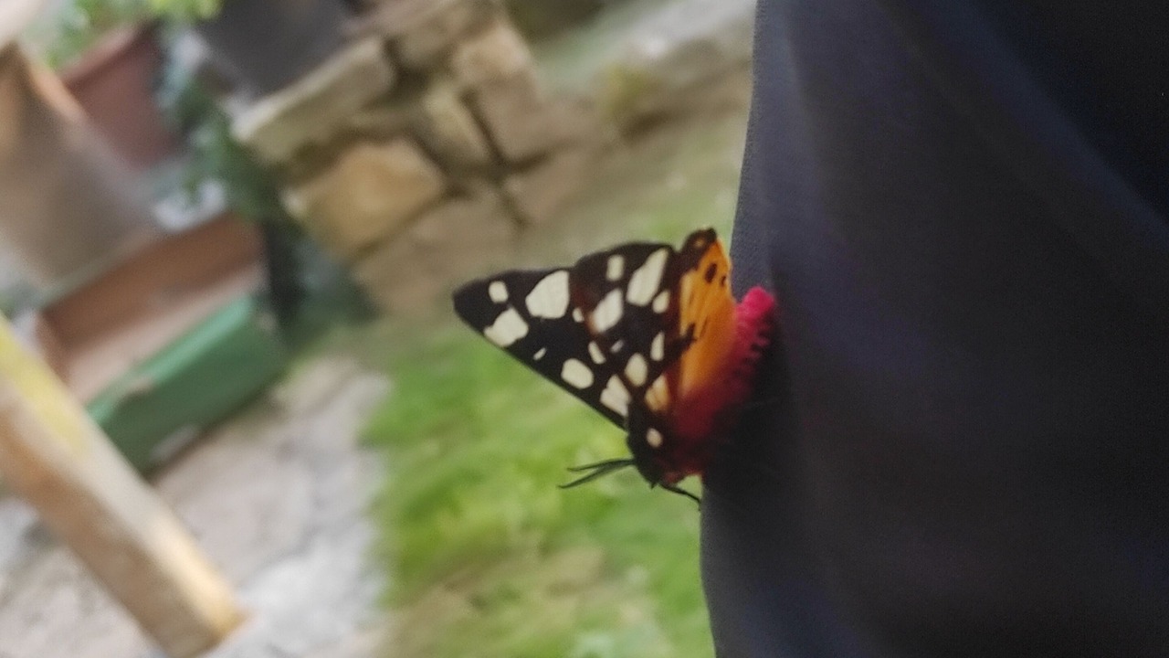 Photo of Others in Plouagat