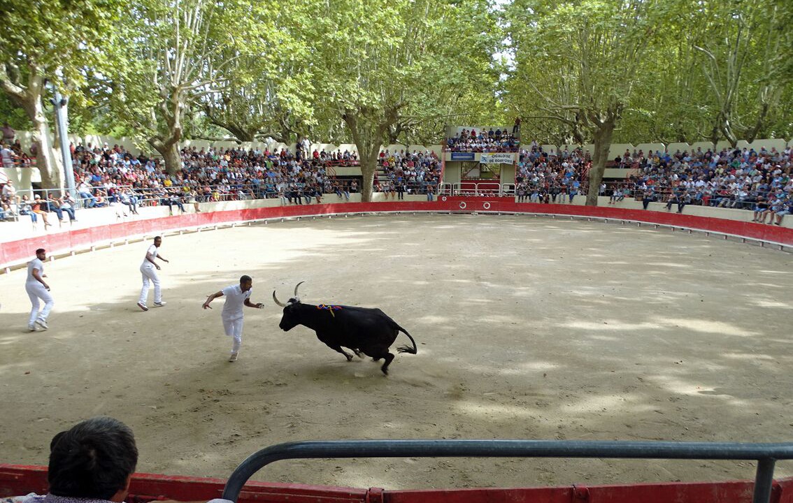 Photo of Others in Sommieres
