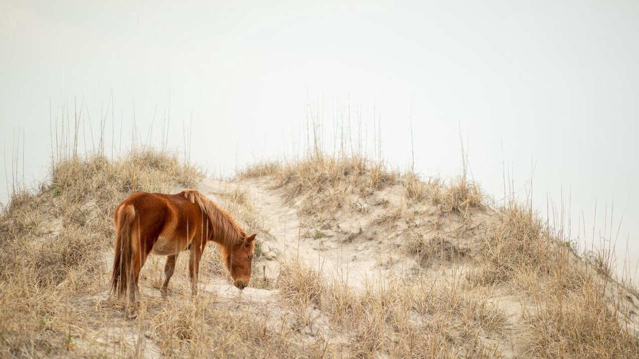 Photo of Others in Harkers Island