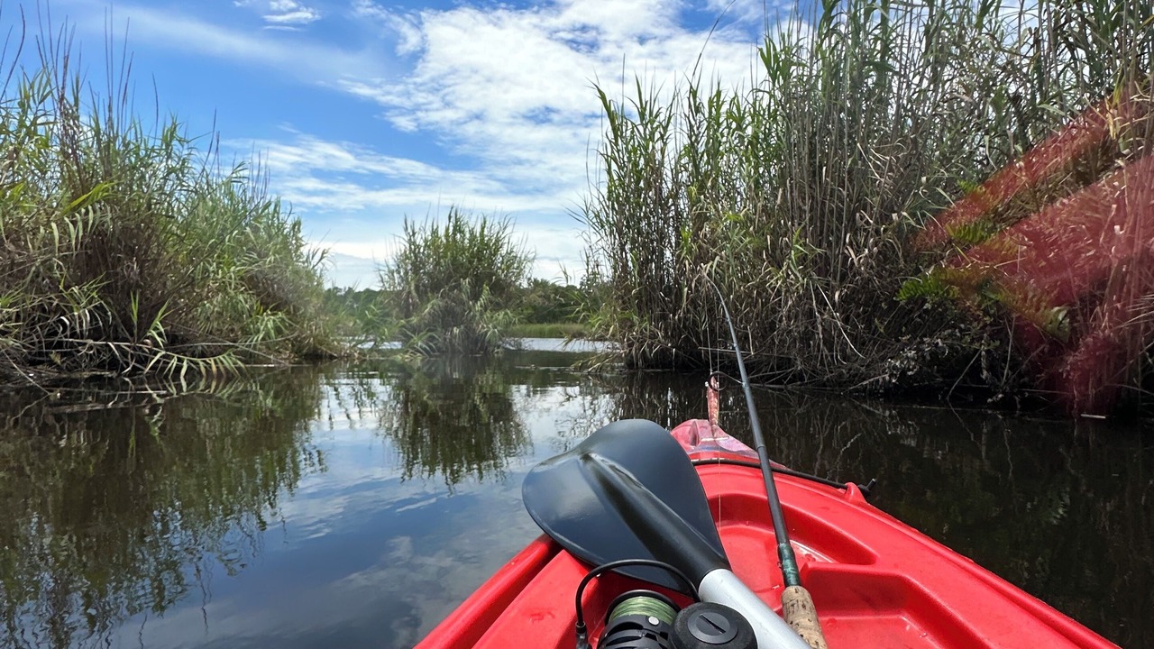 Photo of Others in Homosassa