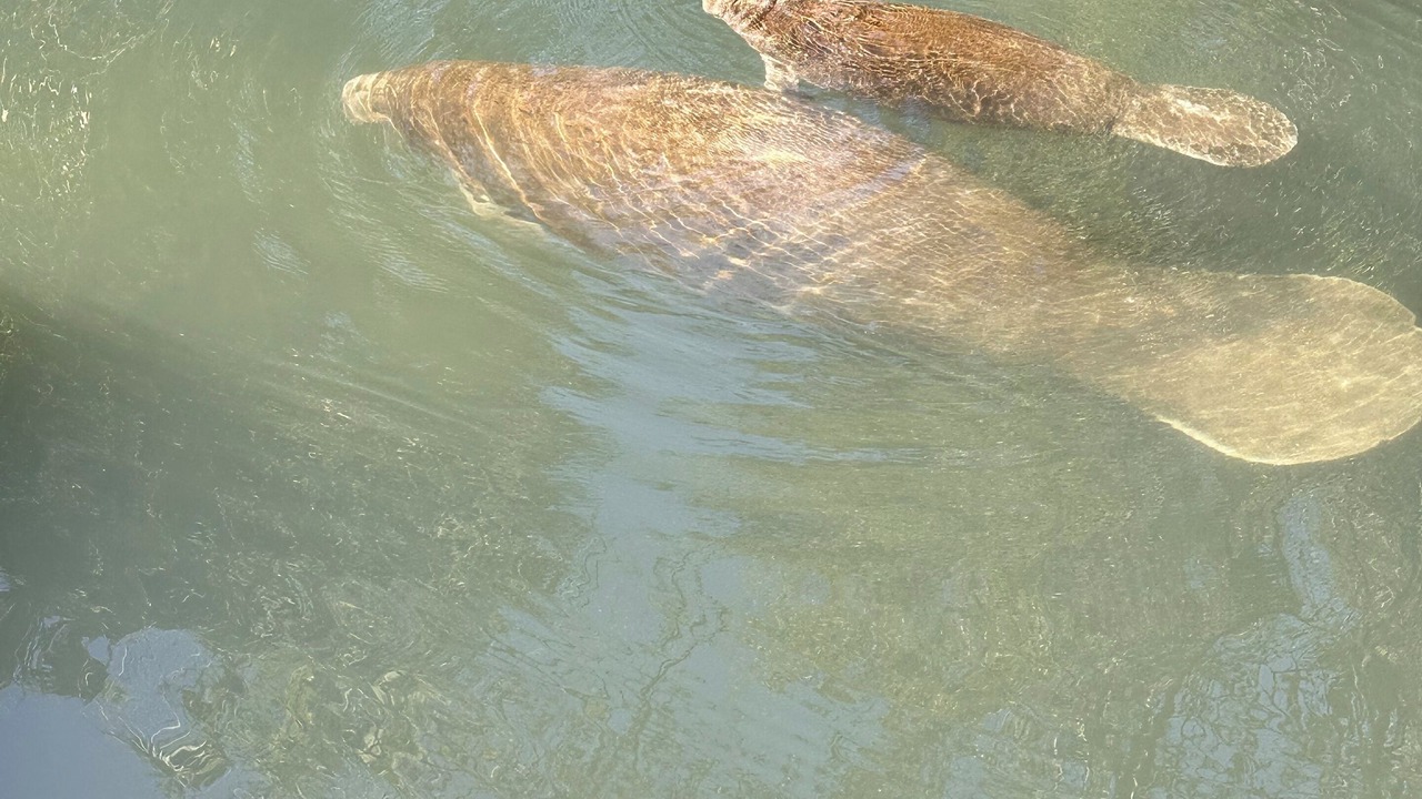 Photo of Others in Homosassa
