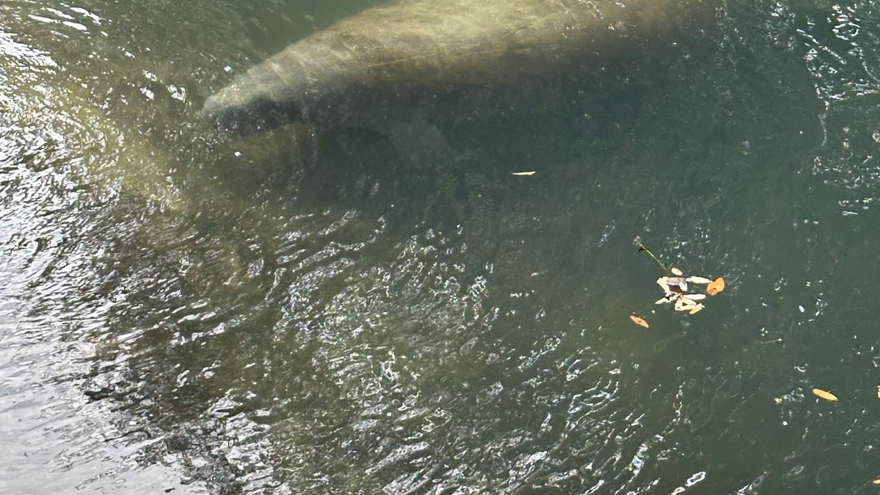 Photo of Others in Homosassa