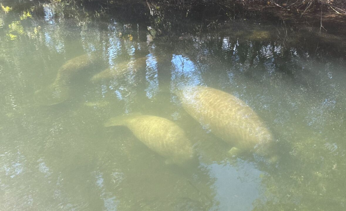 Photo of Others in Homosassa