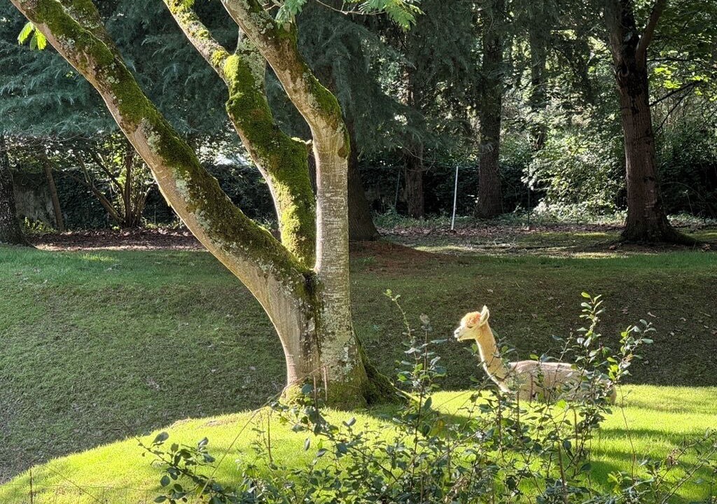 Photo of Outdoor in Fabas