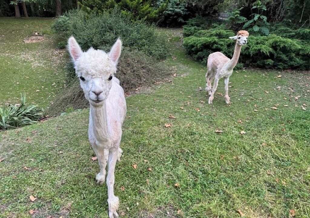 Photo of Others in Fabas