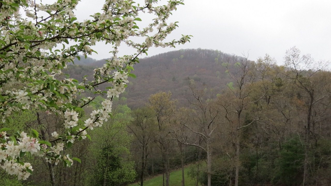 Photo of Others in Ellijay