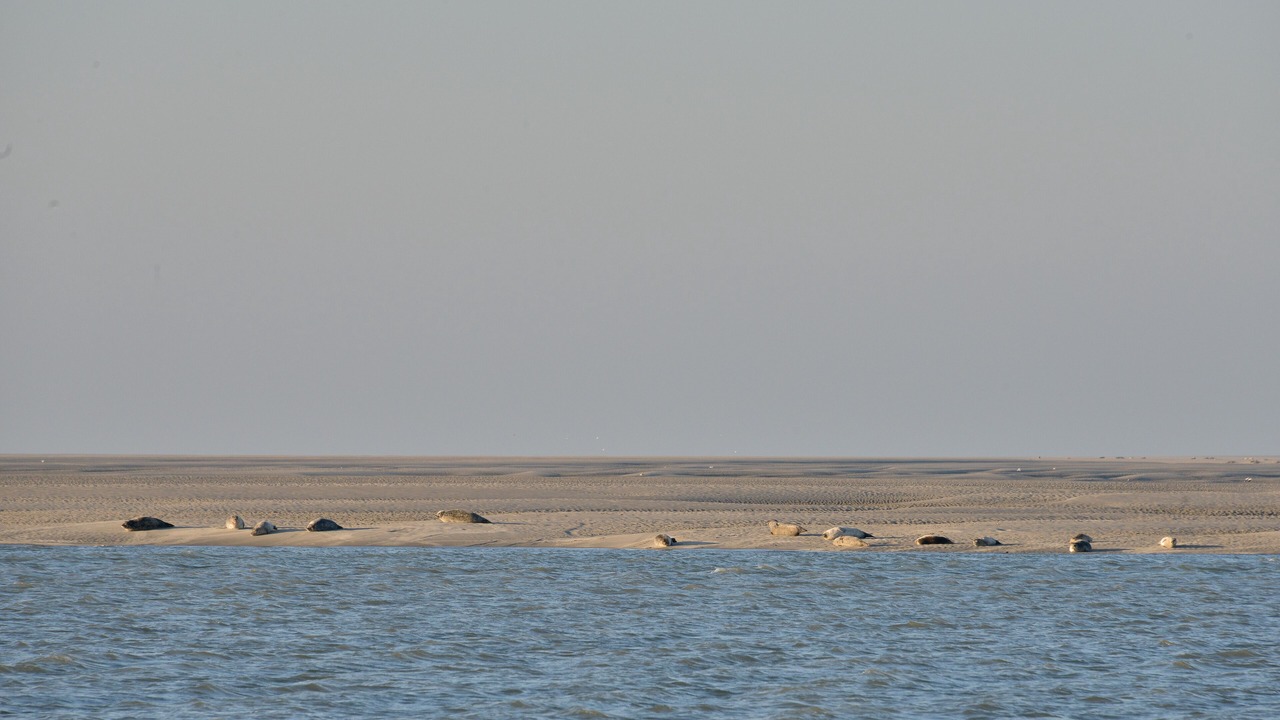 Photo of Others in Le Crotoy