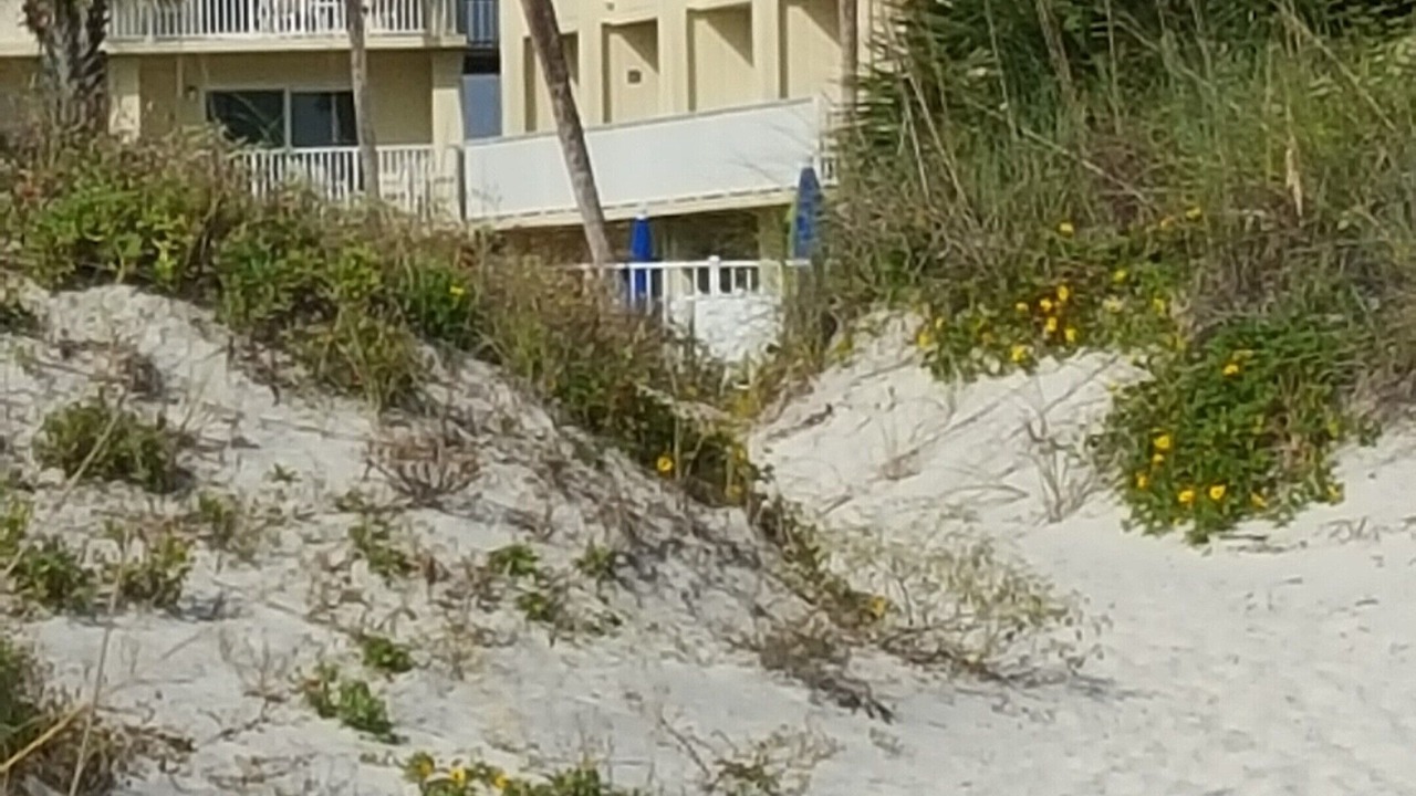 Photo of Others in St. Augustine Beach