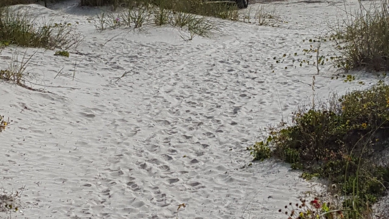 Photo of Others in St. Augustine Beach