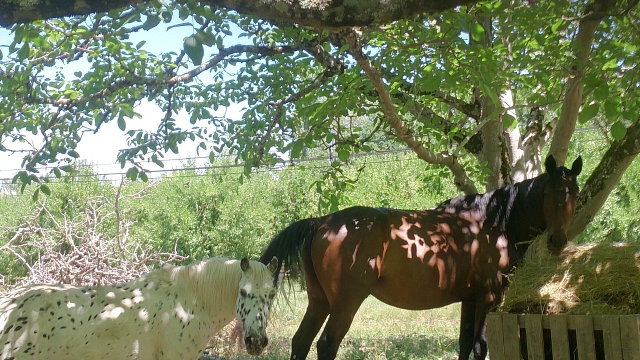 Photo of Outdoor in Tournon-d'Agenais