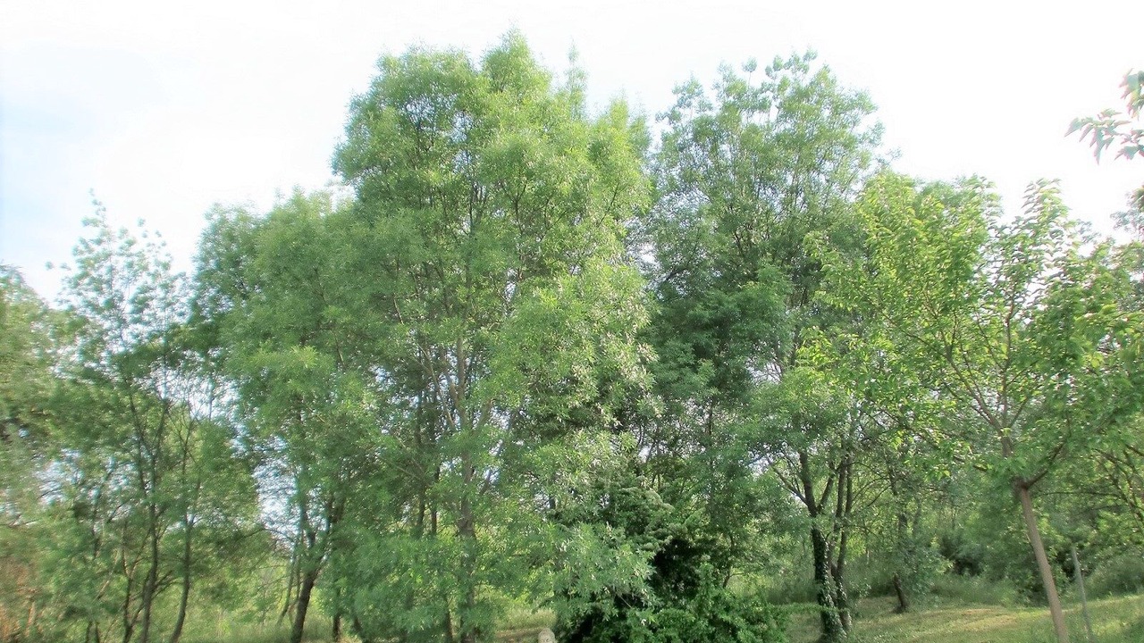 Photo of Outdoor in Saint-Clement