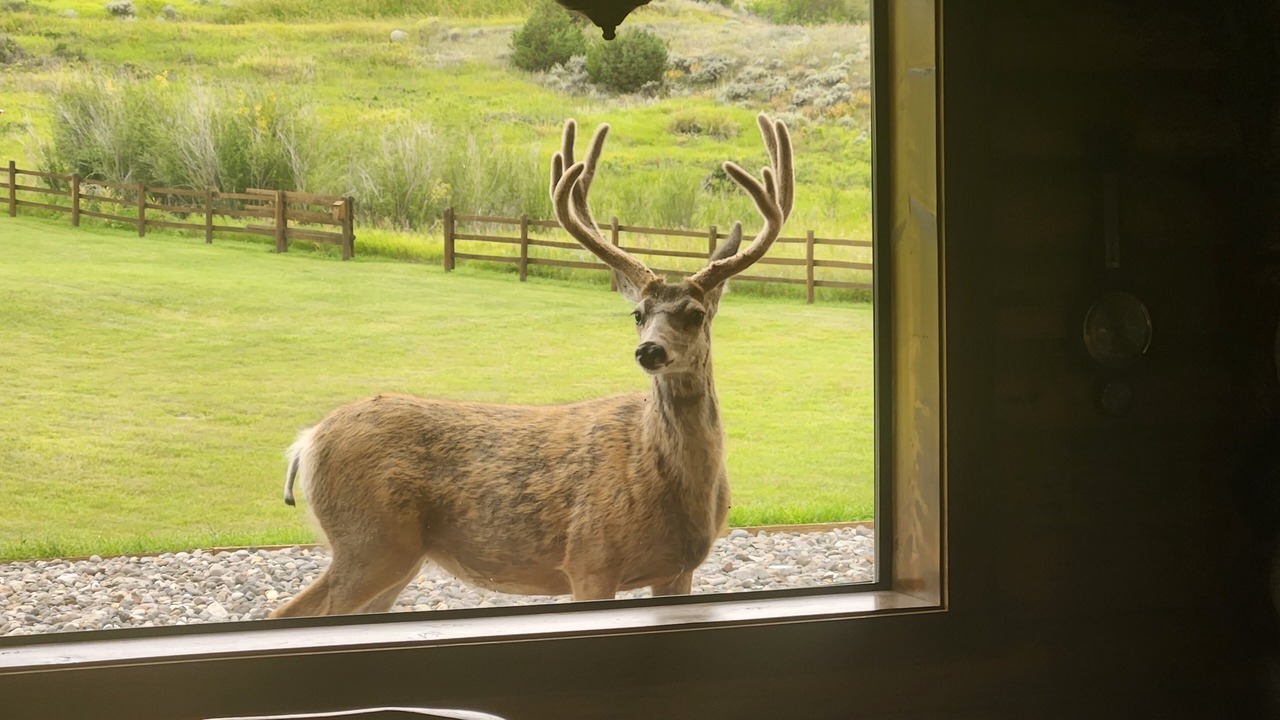 Photo of Others in Emigrant