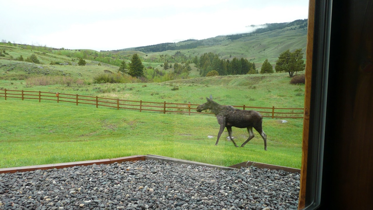 Photo of Others in Emigrant