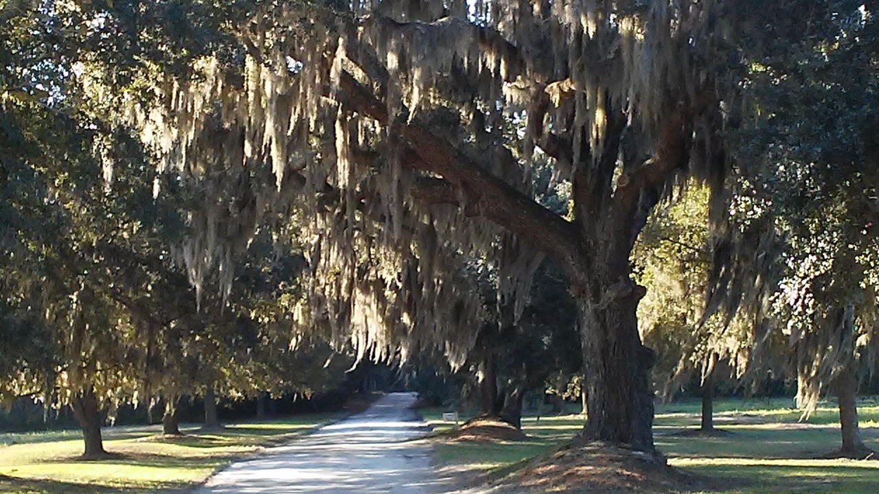 Photo of Others in Edisto Island