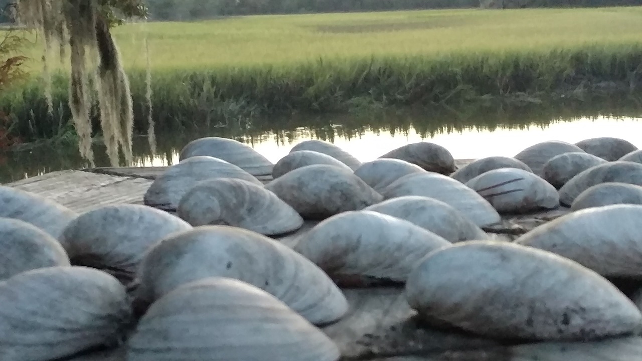 Photo of Others in Edisto Island
