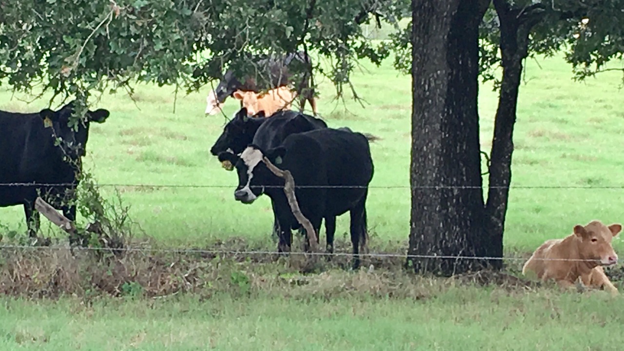 Photo of Others in Fredericksburg