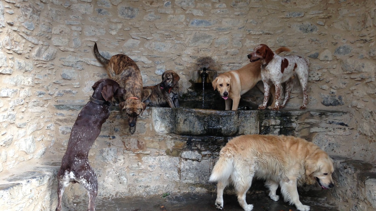 Photo of Outdoor in Tralonca