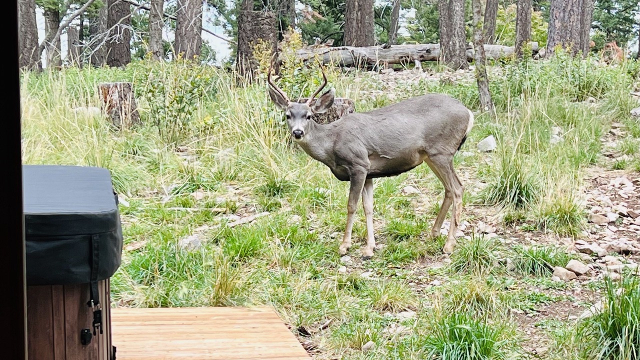 Photo of Others in Cloudcroft