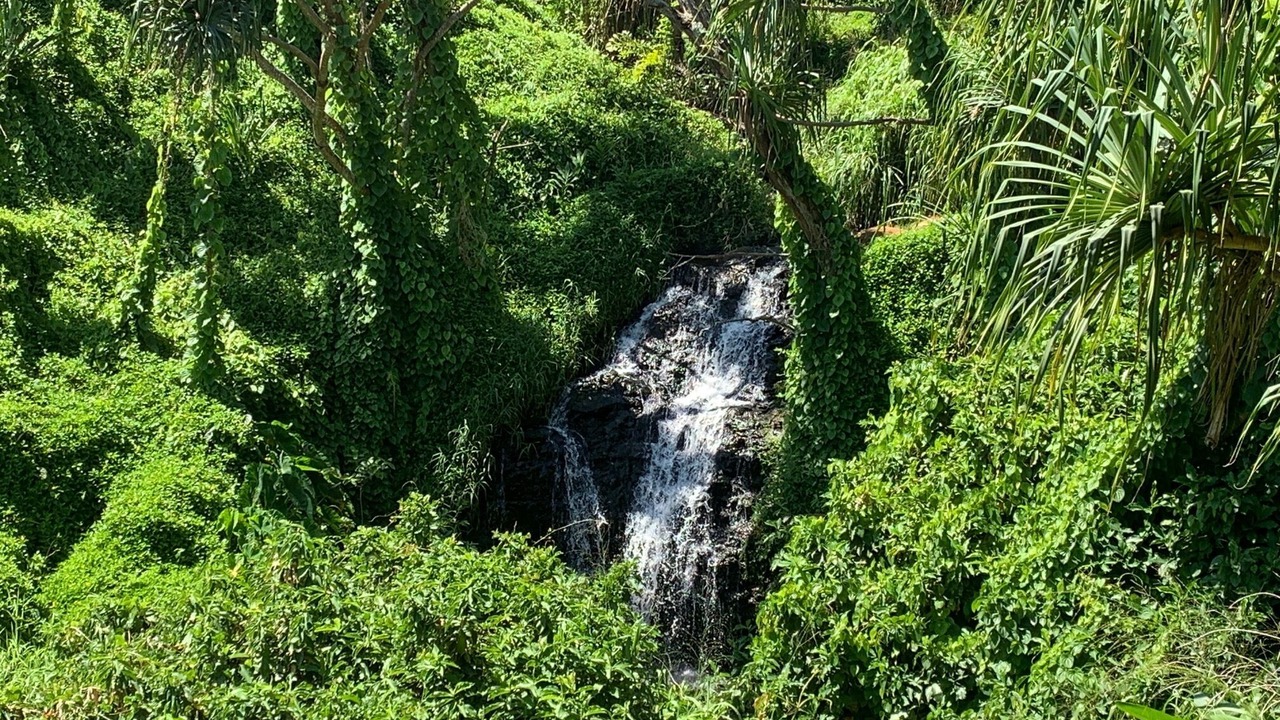 Photo of Others in Princeville