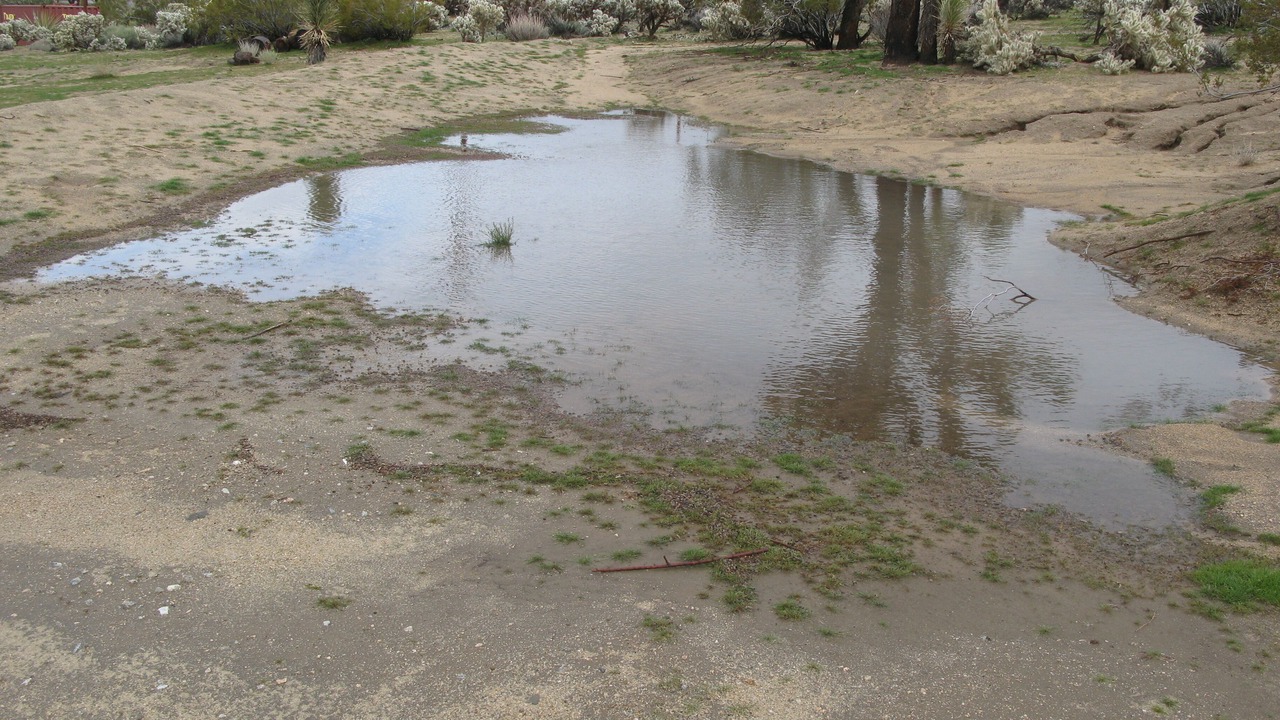 Photo of Others in Joshua Tree