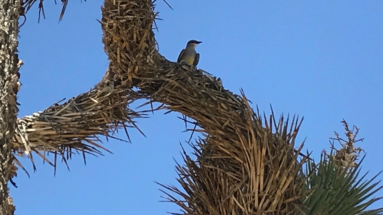 Photo of Others in Joshua Tree