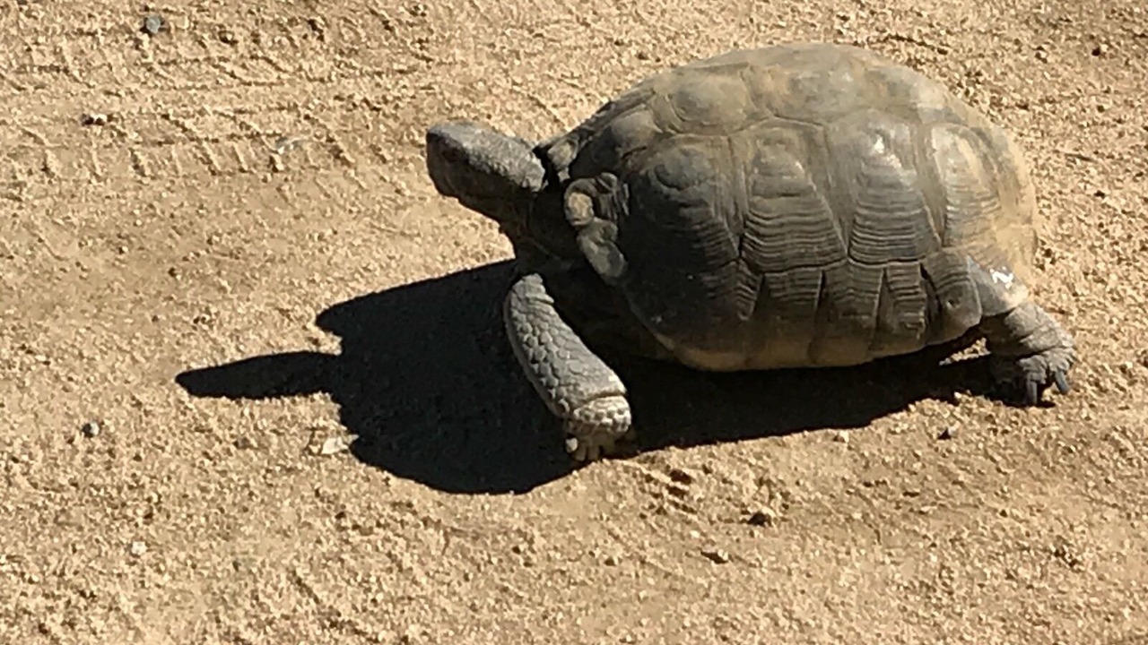 Photo of Others in Joshua Tree