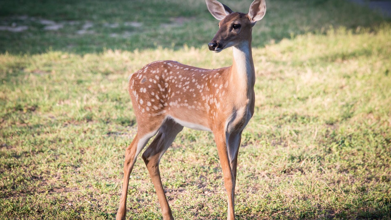 Photo of Outdoor in New Braunfels