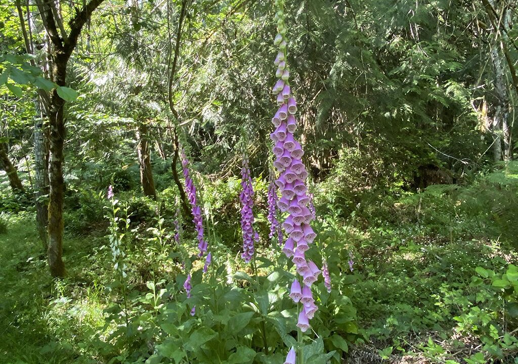 Photo of Outdoor in Shelton