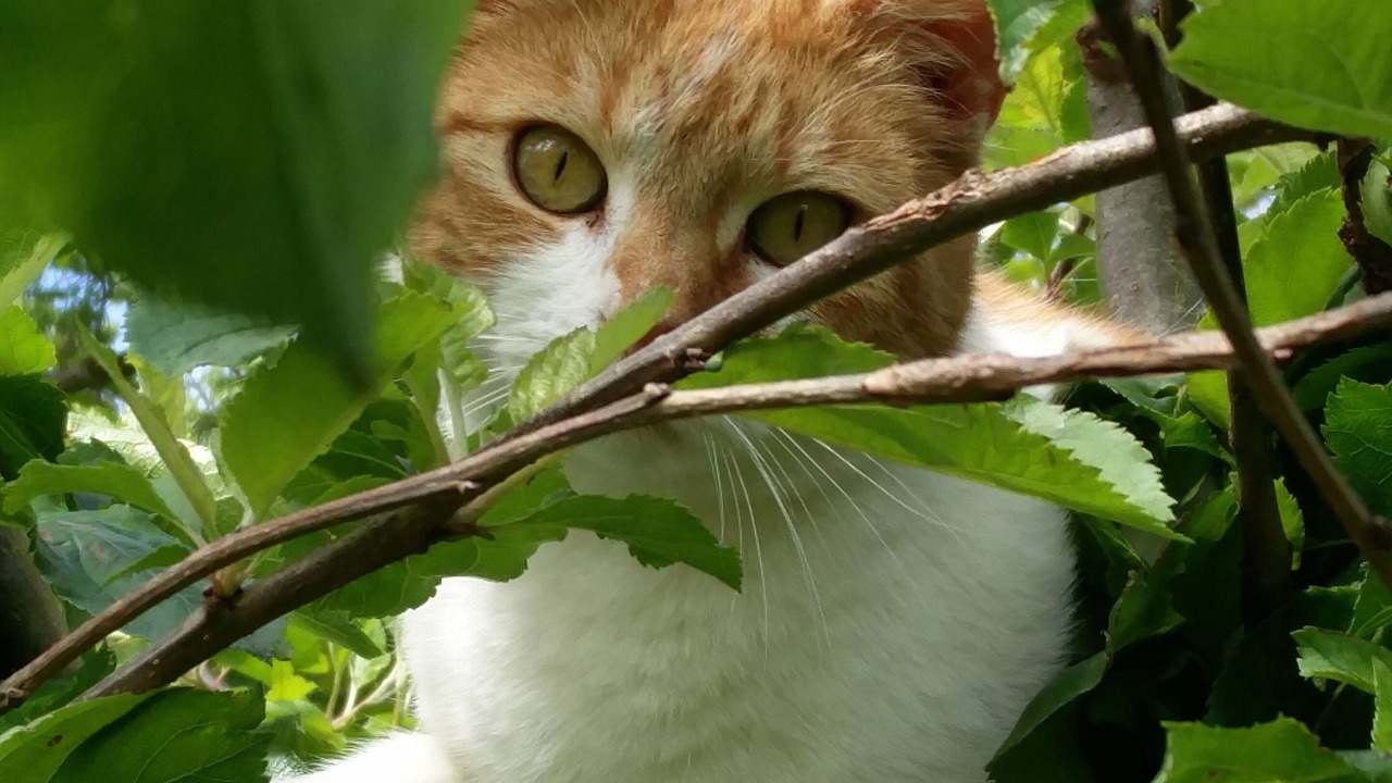 Photo of Others in Newchapel